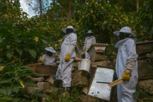Beekeeper harvesting honey from a hive as part of community-led conservation efforts that support biodiversity and sustainable livelihoods.