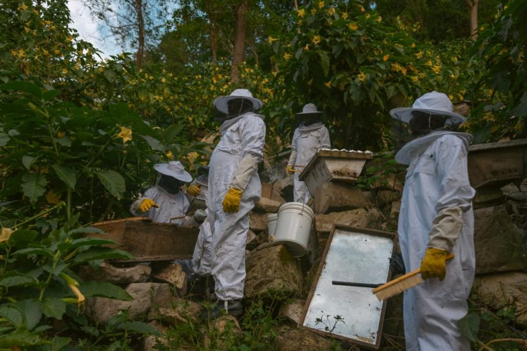 Beekeeper harvesting honey from a hive as part of community-led conservation efforts that support biodiversity and sustainable livelihoods.